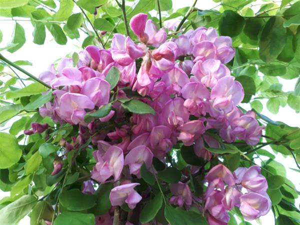 Grote foto robinia hispida acacia tuin en terras bomen en struiken