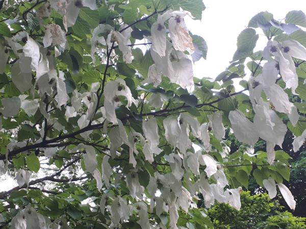 Grote foto davidia involucrata zakdoekjesboom tuin en terras bomen en struiken