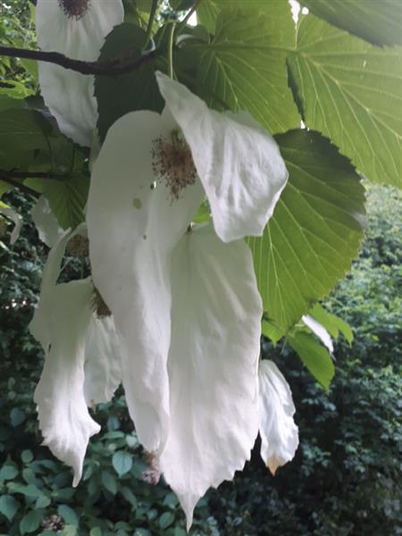 Grote foto davidia involucrata zakdoekjesboom tuin en terras bomen en struiken