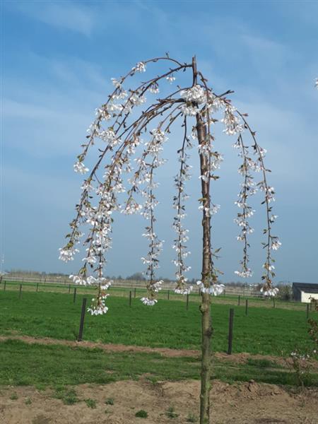 Grote foto prunus yedoensis ivensii witte treurkers tuin en terras bomen en struiken