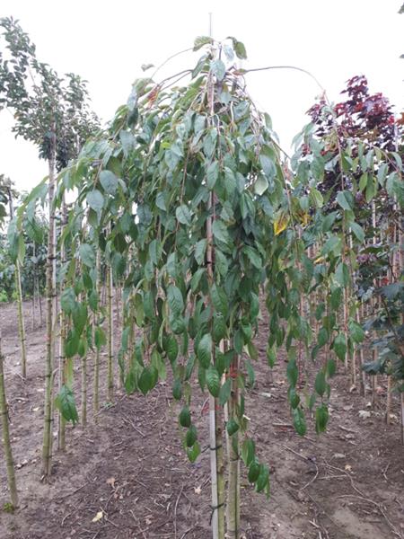 Grote foto prunus yedoensis ivensii witte treurkers tuin en terras bomen en struiken