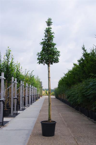 Grote foto portugese laurier prunus lusitanica angustifolia hoogstam tuin en terras bomen en struiken