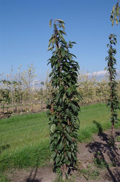 Grote foto prunus amanogawa zuil sierkers tuin en terras bomen en struiken