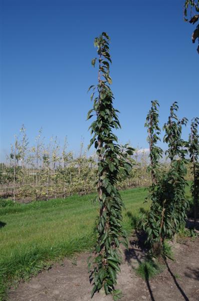 Grote foto prunus amanogawa zuil sierkers tuin en terras bomen en struiken