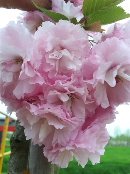 Grote foto prunus amanogawa zuil sierkers tuin en terras bomen en struiken