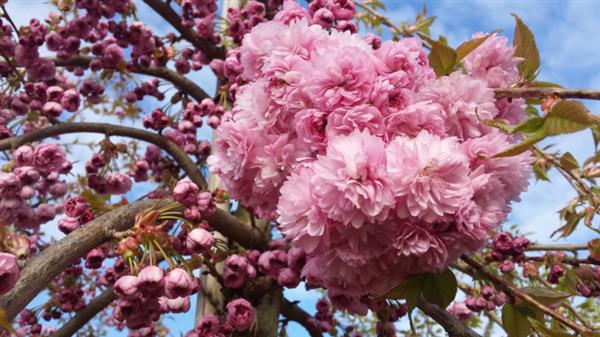 Grote foto japanse sierkers prunus serrulata kiku shidare zakura tuin en terras bomen en struiken