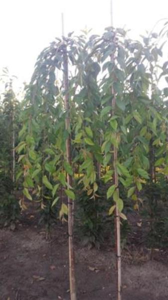 Grote foto japanse sierkers prunus serrulata kiku shidare zakura tuin en terras bomen en struiken