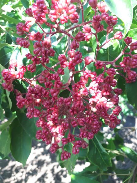 Grote foto tetradium daniellii bijenboom tuin en terras bomen en struiken