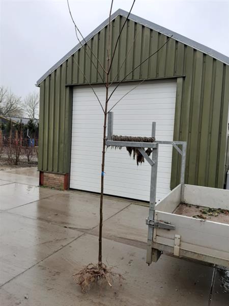 Grote foto tetradium daniellii bijenboom tuin en terras bomen en struiken