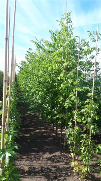 Grote foto tetradium daniellii bijenboom tuin en terras bomen en struiken