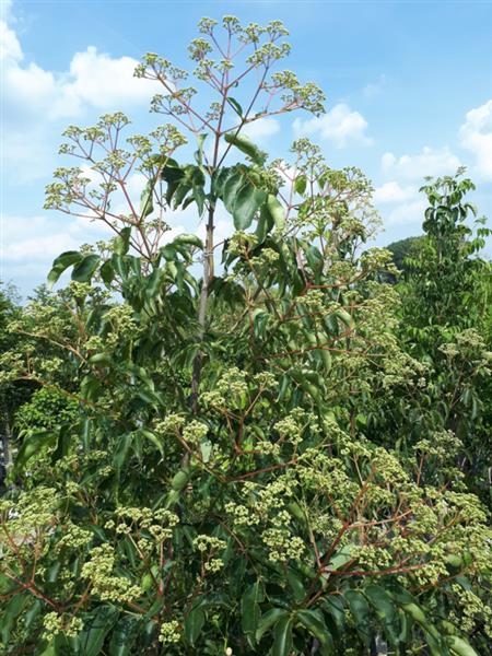 Grote foto tetradium daniellii bijenboom tuin en terras bomen en struiken