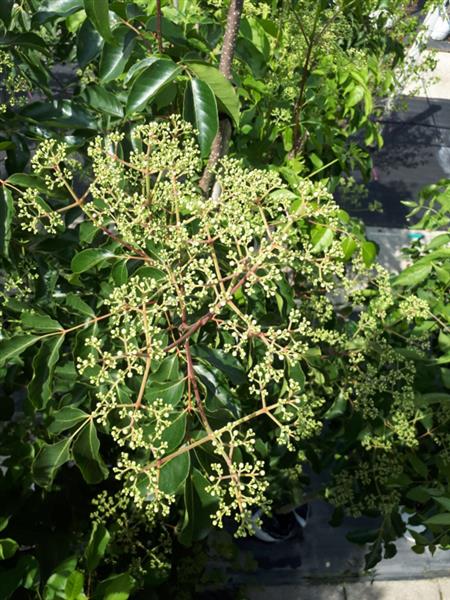 Grote foto tetradium daniellii bijenboom tuin en terras bomen en struiken