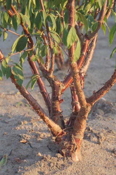 Grote foto prunus serrulata sierkers struikvorm tuin en terras bomen en struiken