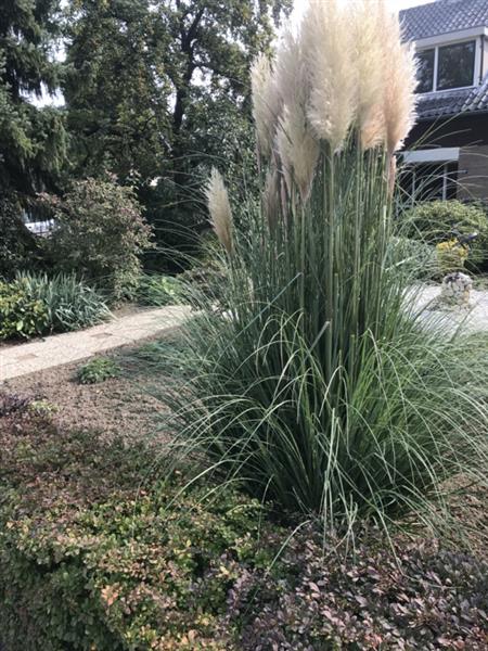 Grote foto cortaderia selloana pampasgras tuin en terras gras en kunstgras