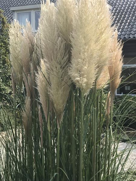 Grote foto cortaderia selloana pampasgras tuin en terras gras en kunstgras