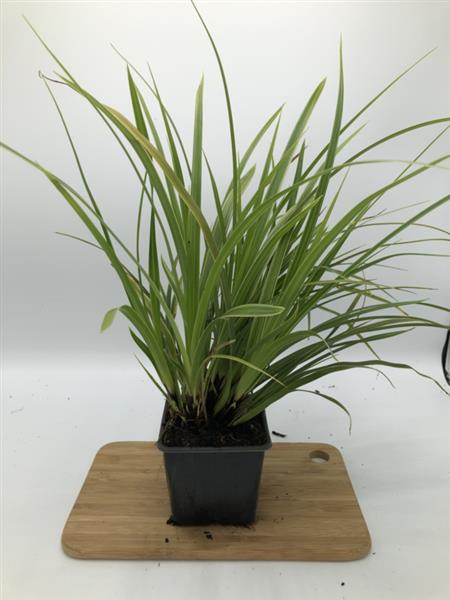 Grote foto carex morrowii variegata zegge tuin en terras gras en kunstgras