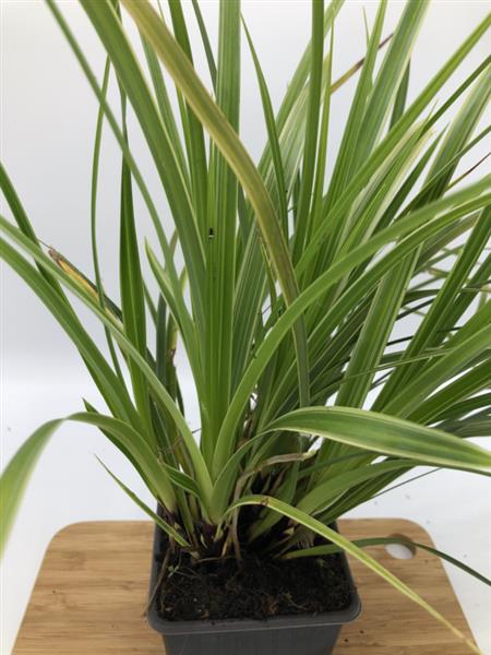 Grote foto carex morrowii variegata zegge tuin en terras gras en kunstgras