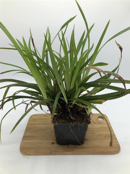 Grote foto carex morrowii irish green zegge tuin en terras gras en kunstgras