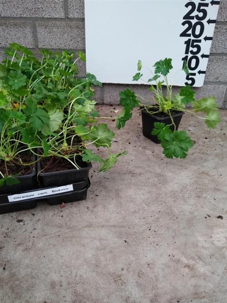 Grote foto geranium macr. pessart tuin en terras sierplanten