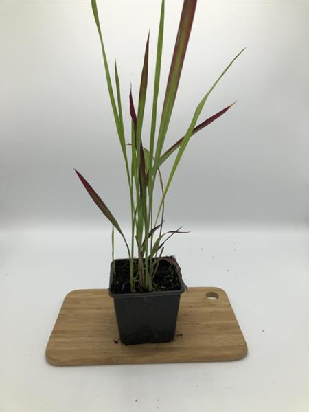 Grote foto imperata red baron japans bloedgras tuin en terras gras en kunstgras