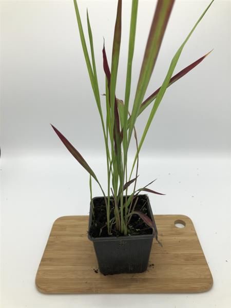 Grote foto imperata red baron japans bloedgras tuin en terras gras en kunstgras