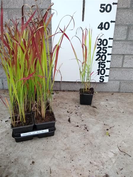 Grote foto imperata red baron japans bloedgras tuin en terras gras en kunstgras