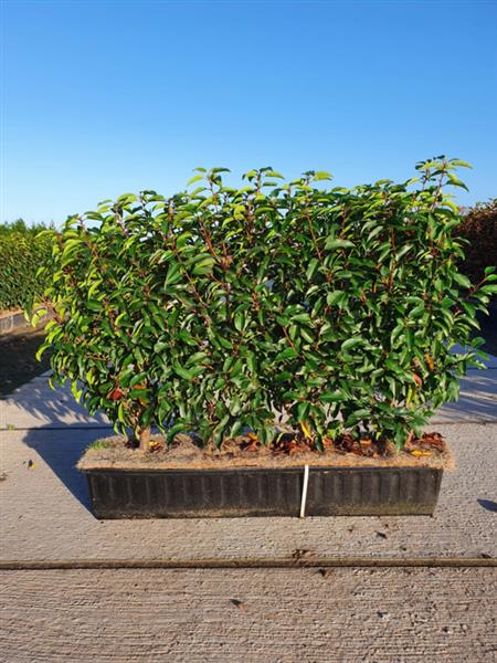 Grote foto prunus lus. angustifolia kant en klaar haag portugese laurier 60 80 cm. tuin en terras sierplanten