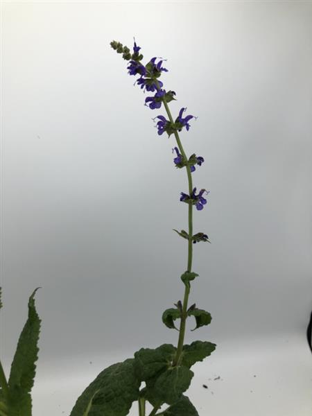 Grote foto salvia nemorosa mainacht tuin en terras sierplanten