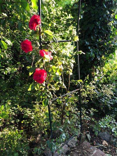 Grote foto klimroos klimrozen rood roze wit geel tuin en terras sierplanten