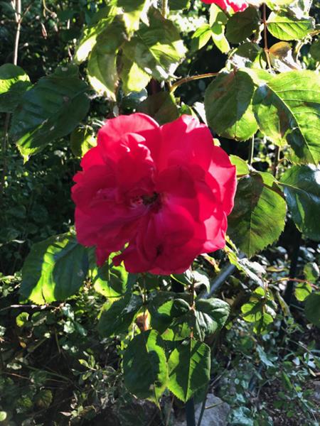 Grote foto klimroos klimrozen rood roze wit geel tuin en terras sierplanten