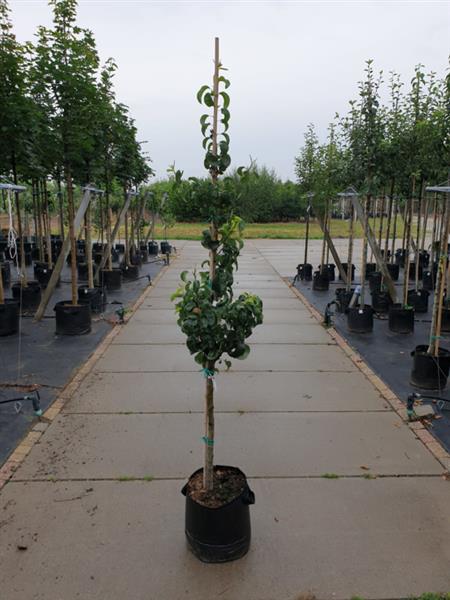 Grote foto pyrus communis beurre hardy halfstam peer tuin en terras bomen en struiken