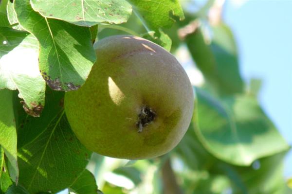 Grote foto pyrus communis beurre hardy halfstam peer tuin en terras bomen en struiken