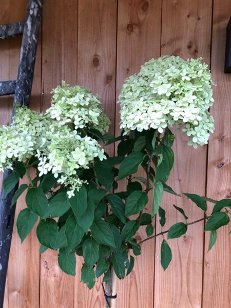 Grote foto hydrangea pan. limelight op stam tuin en terras sierplanten