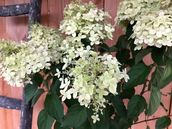 Grote foto hydrangea pan. limelight op stam tuin en terras sierplanten