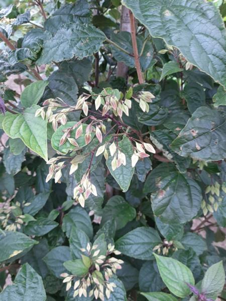 Grote foto clerodendrum trichotomum pindakaasboom tuin en terras bomen en struiken