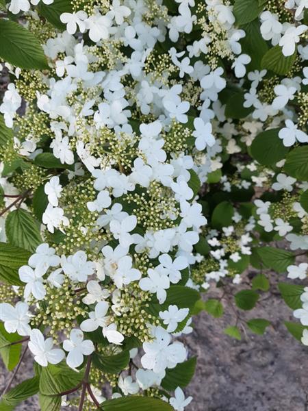 Grote foto viburnum plic. kilimandjaro japanse sneeuwbal tuin en terras bomen en struiken