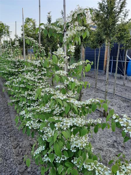 Grote foto viburnum plic. kilimandjaro japanse sneeuwbal tuin en terras bomen en struiken