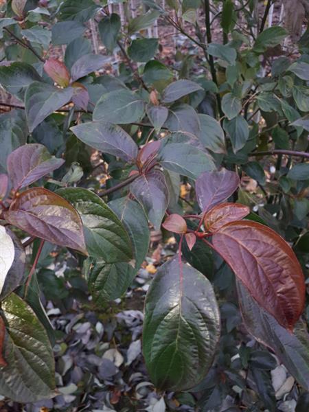 Grote foto cornus alternifoloia meerstammig kornoelje tuin en terras bomen en struiken