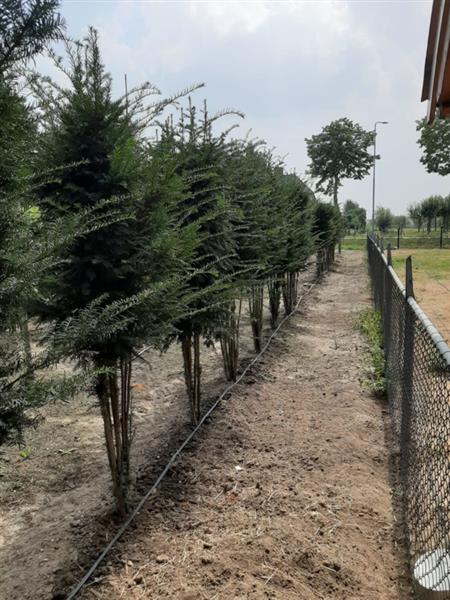 Grote foto taxus baccata venijnboom meerstammig tuin en terras sierplanten