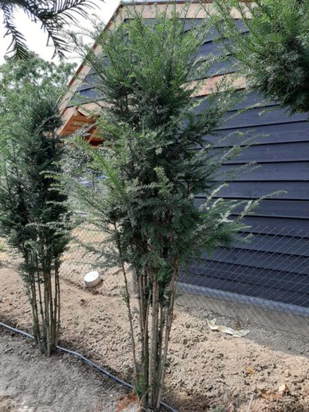 Grote foto taxus baccata venijnboom meerstammig tuin en terras sierplanten