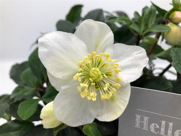 Grote foto helleborus niger christmas carol witte kerstroos tuin en terras sierplanten