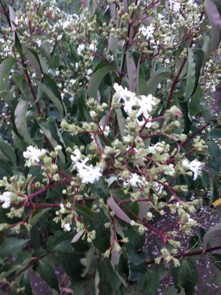 Grote foto heptacodium miconioides zevenzonenboom struikvorm 150 200 cm. tuin en terras sierplanten