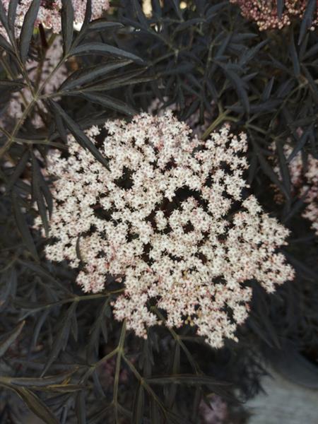 Grote foto sambucus nigra black lace zwarte vlier struikvorm 150 200 cm. tuin en terras sierplanten