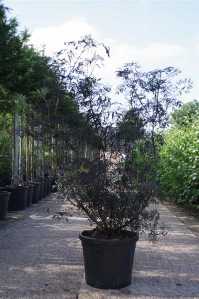 Grote foto sambucus nigra black lace zwarte vlier struikvorm 150 200 cm. tuin en terras sierplanten