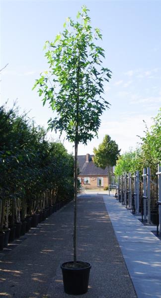 Grote foto liquidambar styraciflua worpelsdon amberboom tuin en terras bomen en struiken