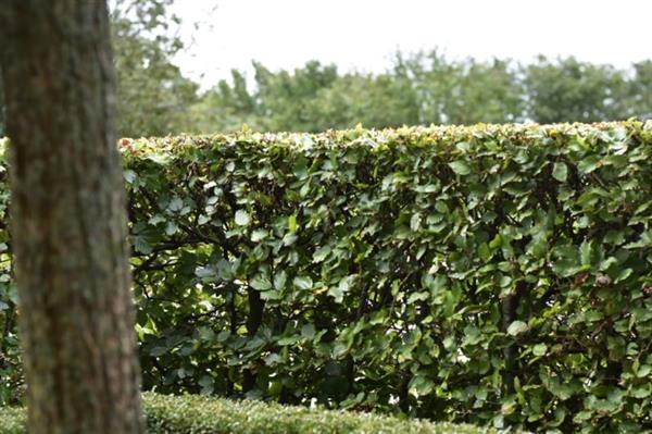 Grote foto groene beukenhaag fagus sylvatica 40 60 cm tuin en terras sierplanten