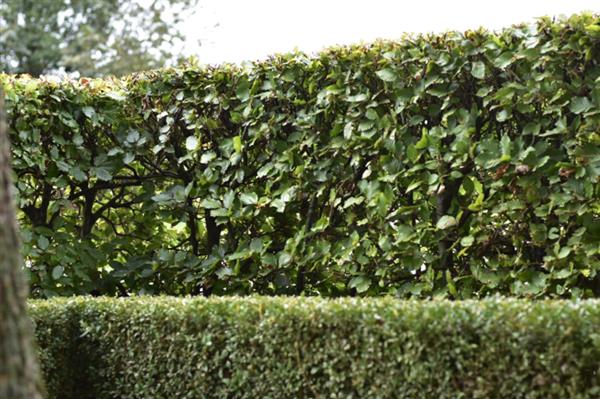 Grote foto groene beukenhaag fagus sylvatica 40 60 cm tuin en terras sierplanten