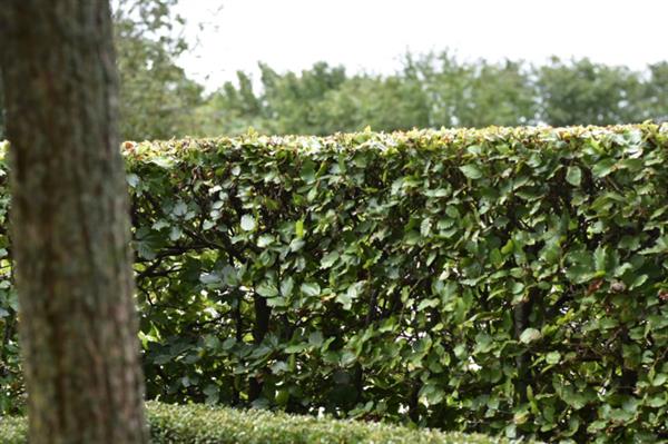 Grote foto groene beukenhaag fagus sylvatica 175 200 cm. tuin en terras sierplanten