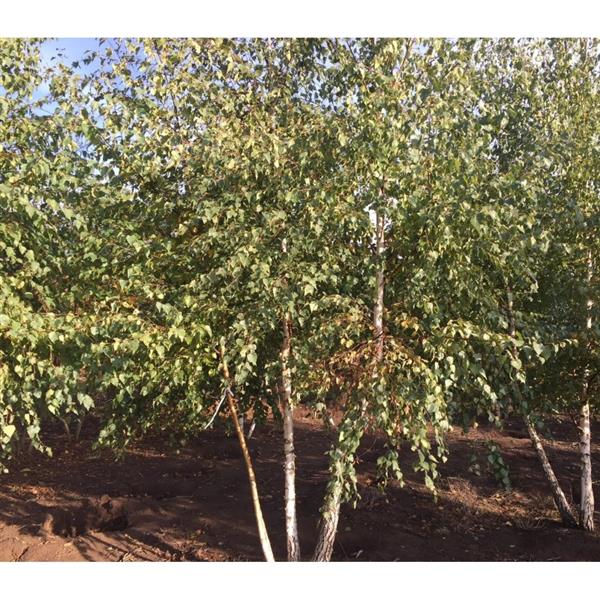 Grote foto betula pendula ruwe berk meerstemmig 200 250 cm tuin en terras bomen en struiken