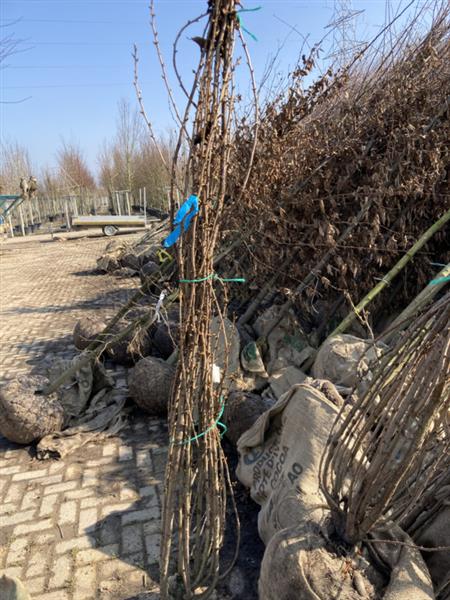 Grote foto betula pendula ruwe berk meerstemmig 200 250 cm tuin en terras bomen en struiken